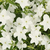 4-pack, 4. in. Grande Beskrajni flert živa biljka, bijeli cvjetovi