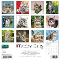 Willow Creek pritisnite samo tabby mačke zidne kalendar