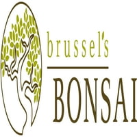 Brussel's Fukien Tea Bonsai - Veliki -