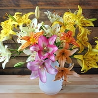 Van Zyverden Lily Asiatic Mješovita uspavana žarulja djelomično sunce; 3-6hrs, više boja