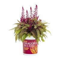 Dragons Breath 2,5Qt Crvena Celosia Live biljke s loncem uzgajivača