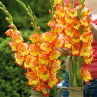 Van Zyverden Gladiolus princeza Margaret Rose uspavana žarulja djelomično sunce; 3-6hrs više boja