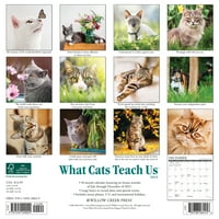 Willow Creek Pritisnite Što nas mačke nauče zidni kalendar