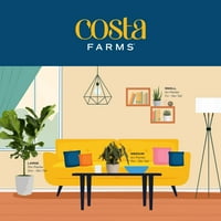 Costa Farms Trend Tropical Live Indoor 30in. Visoka Monstera esqueleto srednje svjetlo 10in. Dekor lonac
