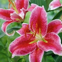 Van Zyverden Lilies Oriental Stargazer Set žarulja ružičasto djelomično sunce višegodišnji mirisni lbs